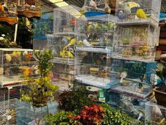 -曲阳花鸟市场(曲阳路店)