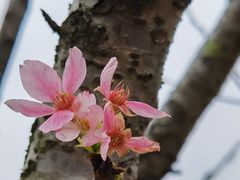 -中国科学院华南植物园