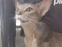 -美联众合动物医院·24h转诊中心