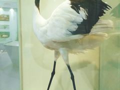 -盐城丹顶鹤湿地生态旅游区