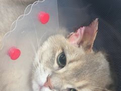 -中农大我爱我爱动物医院·核磁CT·猫病·24小时夜诊中心(石佛营店)