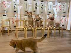 -柴迷FANS CLUB·柴犬狗咖·猫咖