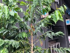 -Torch Coffee 炬点咖啡