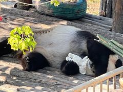 -大连森林动物园