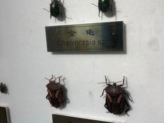 -上海昆虫博物馆