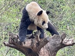 -都江堰中华大熊猫苑