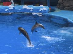 -海合安成都极地海洋公园