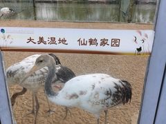 -盐城丹顶鹤湿地生态旅游区