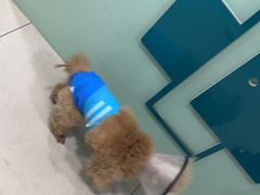 -佳雯宠物医院·皮肤科·内外科(春晓路分院)