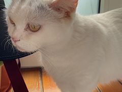-猫的茶·猫咖