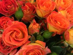 -静岸花卉园艺(三星坊店)