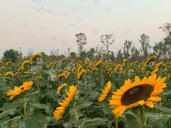 -瑶湖郊野森林公园