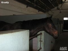 -松声马术俱乐部