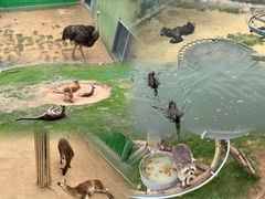 -西霞口神雕山野生动物世界