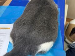 -瑞鹏宠物医院·宠保定点·心脏科·内科(御桥分院)