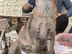 -平行世界·猫咖(首经贸店)