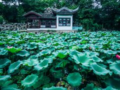 -无锡蠡湖国家湿地公园-蠡园