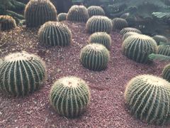 -呀路古热带植物园