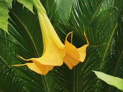 -国家植物园南园