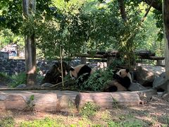 -都江堰中华大熊猫苑