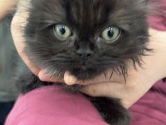 -安安宠医宠物医院·异宠·犬猫内科(岳阳分院)