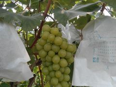 -美家乐农庄·露营·团建(大治路店)