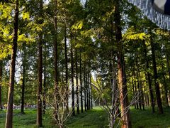 -黄海国家森林公园