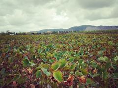 -漩门湾国家湿地公园