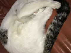 -猫咪博物馆(顶澳仔猫街店)