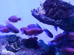 -海合安武汉极地海洋公园