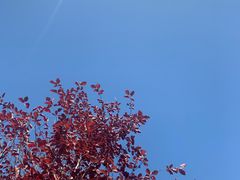 -佐度王子扒房(天鹅湖店)