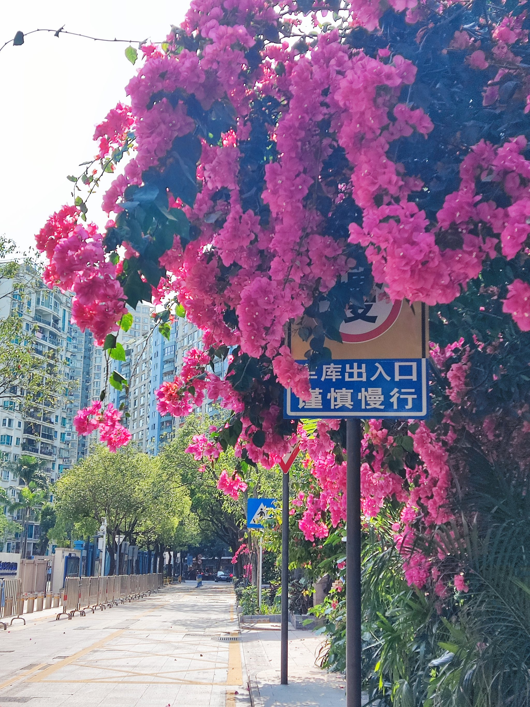 陇南市市花图片