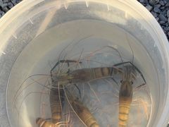 -DGE季风钓虾营地·团建·聚会