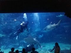 -暹罗海洋世界