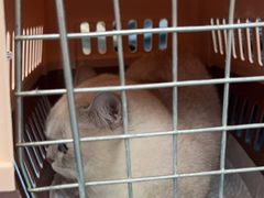 -创凡宠物医院·骨专科  猫科中心(西乡分院)