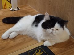 -MOCHA明星猫咖(田子坊店)