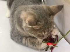 -COLOR PETS 撸猫馆·购猫·猫咖(长风大悦城店)