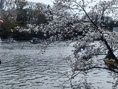 -井之头恩赐公园