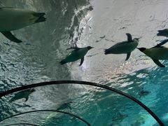 -珠海长隆海洋王国