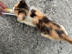 -四月宠物医院·猫专科·心脏专科·内科(转塘店)