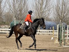 -北京群众马术培训基地