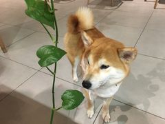 -柴务处·柴犬主题狗咖