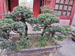 -天一阁博物院