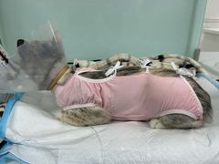 -达爱动物医院·犬猫分区·CT·复杂眼科(远洋山水分院)
