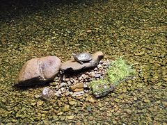 -几荷·恰似故人来(秀水广场店)