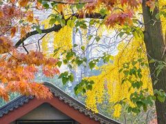 -青岛崂山太清宫