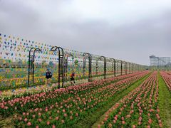 -枫林花海