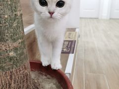 -李小姐の猫咖啡馆(五角场店)