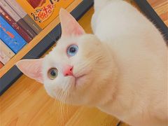 -猫的天空之城概念书店(三坊七巷店)