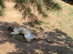 -西霞口神雕山野生动物世界